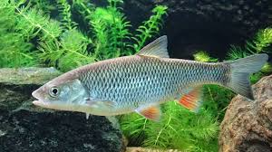 Image result for Squalius cephalus cavedanus