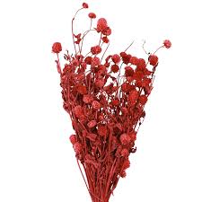 Image result for Kugelamarant