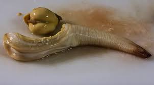 Image result for geoduck