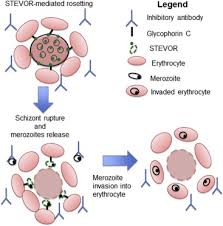Attēlu rezultāti vaicājumam “Enteridium variabile plasmodium”