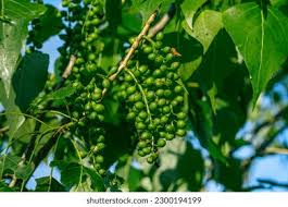 Attēlu rezultāti vaicājumam “Populus x canadensis fruit”