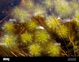 Attēlu rezultāti vaicājumam “Sphagnum cuspidatum”