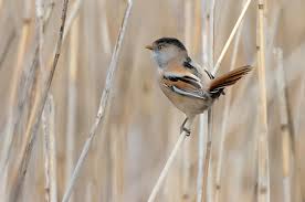 Attēlu rezultāti vaicājumam “Panurus biarmicus female”