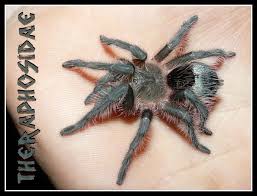 Znalezione obrazy dla zapytania Grammostola grossa