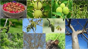 Attēlu rezultāti vaicājumam “Juglans x sinensis fruit”