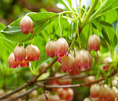 Attēlu rezultāti vaicājumam “Enkianthus chinensis”