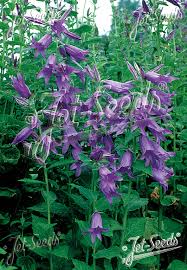 Attēlu rezultāti vaicājumam “Campanula latifolia leaf”