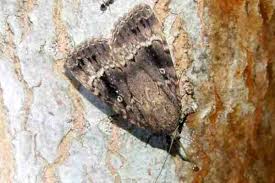 Attēlu rezultāti vaicājumam “Amphipyra pyramidea”