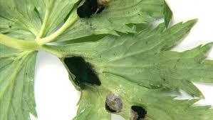 Attēlu rezultāti vaicājumam “Urocystis anemones spores”