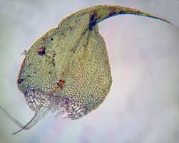 Attēlu rezultāti vaicājumam “Drepanocladus aduncus”