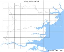 Attēlu rezultāti vaicājumam “Asaphidion pallipes”