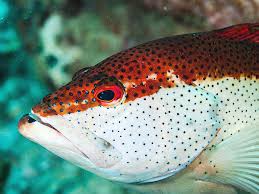 Image result for Cephalopholis fulva