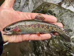 Image result for Oncorhynchus clarkii