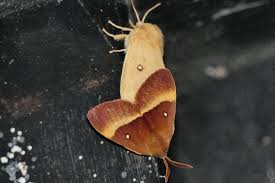 Attēlu rezultāti vaicājumam “Lasiocampa quercus imago”