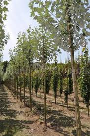 Attēlu rezultāti vaicājumam “Populus alba Nivea”