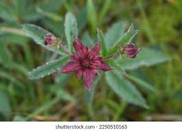 Attēlu rezultāti vaicājumam “Comarum palustre leaf”