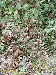 Attēlu rezultāti vaicājumam “Lathyrus niger leaf”