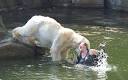 Woman survives polar bear mauling at Berlin Zoo - Telegraph