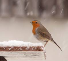 Attēlu rezultāti vaicājumam “Mesoleuca albicillata”