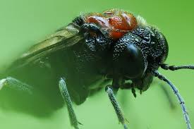 Attēlu rezultāti vaicājumam “Eriocampa ovata”