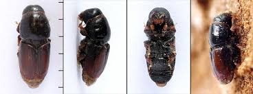 Attēlu rezultāti vaicājumam “Scolytus ratzeburgi”