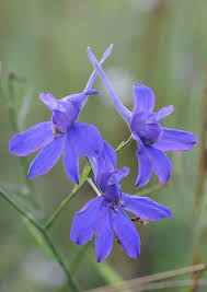 Attēlu rezultāti vaicājumam “Consolida regalis flower”