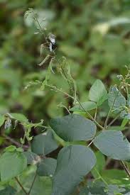Attēlu rezultāti vaicājumam “Cribraria tenella stalked”