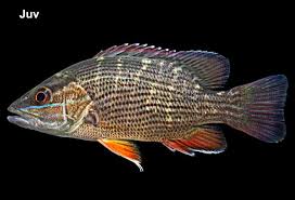 Image result for Lutjanus griseus