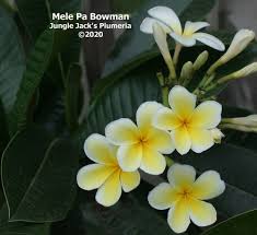 Image result for Leaves Green Bowmen