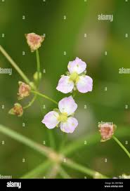 Attēlu rezultāti vaicājumam “Alisma gramineum flower”