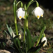 Attēlu rezultāti vaicājumam “Leucojum vernum var. vernum flower”