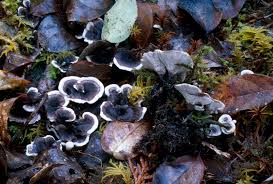 Attēlu rezultāti vaicājumam “Phellodon niger”