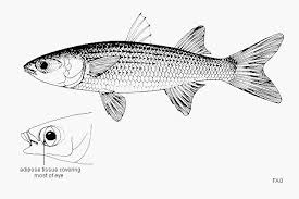 Image result for Mugil