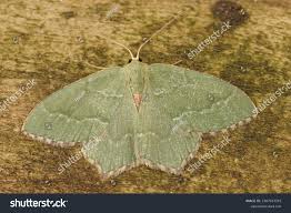 Attēlu rezultāti vaicājumam “Hemithea aestivaria”