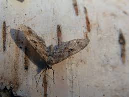 Attēlu rezultāti vaicājumam “Eupithecia lanceata”