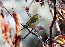 Image result for Vermivora peregrina