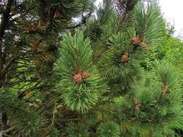 Attēlu rezultāti vaicājumam “Pinus mugo fruit”