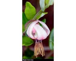 Attēlu rezultāti vaicājumam “Oxycoccus microcarpus”