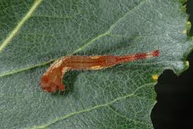 Attēlu rezultāti vaicājumam “Cerura vinula”