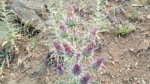 Image result for Ptilostemon afer
