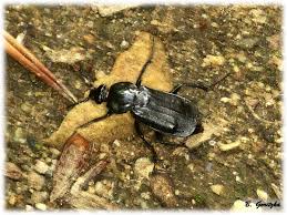 Attēlu rezultāti vaicājumam “Necrodes littoralis”