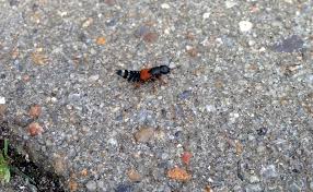 Billedresultat for rovbille