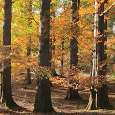 Attēlu rezultāti vaicājumam “Taxodium distichum”