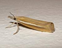 Attēlu rezultāti vaicājumam “Agriphila selasella”