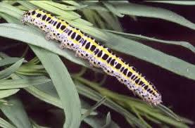 Attēlu rezultāti vaicājumam “Calophasia lunula larva”