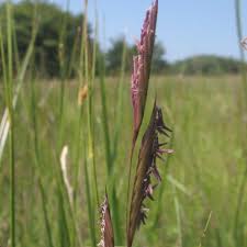 Attēlu rezultāti vaicājumam “Jamesoniella autumnalis sporophyte”