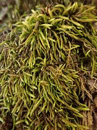 Attēlu rezultāti vaicājumam “Pterigynandrum filiforme”