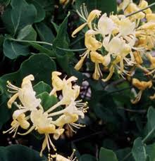 Attēlu rezultāti vaicājumam “Lonicera caprifolium”