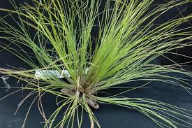 Attēlu rezultāti vaicājumam “Poa remota”