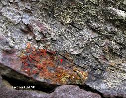 Attēlu rezultāti vaicājumam “Lecanora conizaeoides”